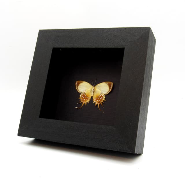 Real metallic gold butterfly framed taxidermy - Helicopis cupido - female - Victorian mount
