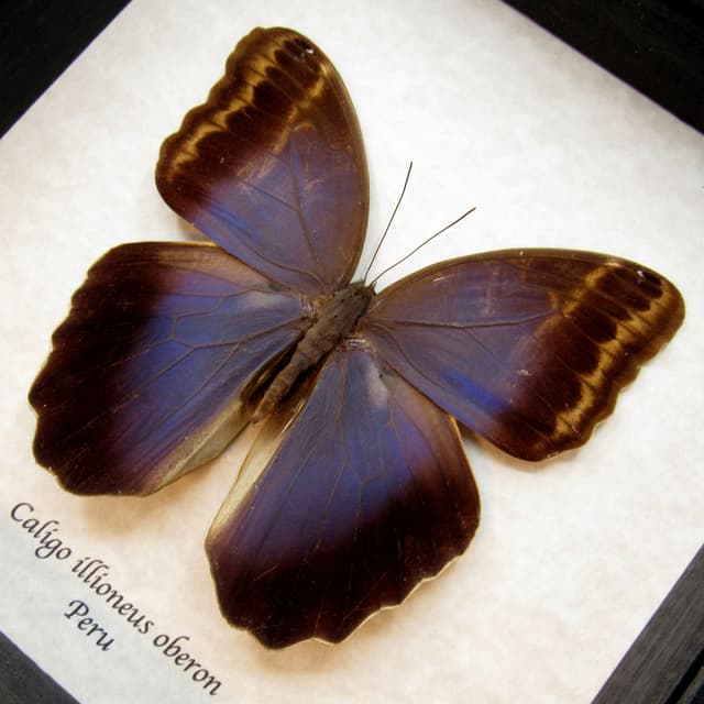 Real Giant Owl Butterfly framed taxidermy - Caligo illioneus oberon