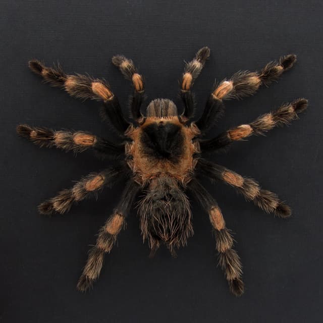 Very large rare Mexican Redknee Tarantula framed - Brachypelma hamorii - 2
