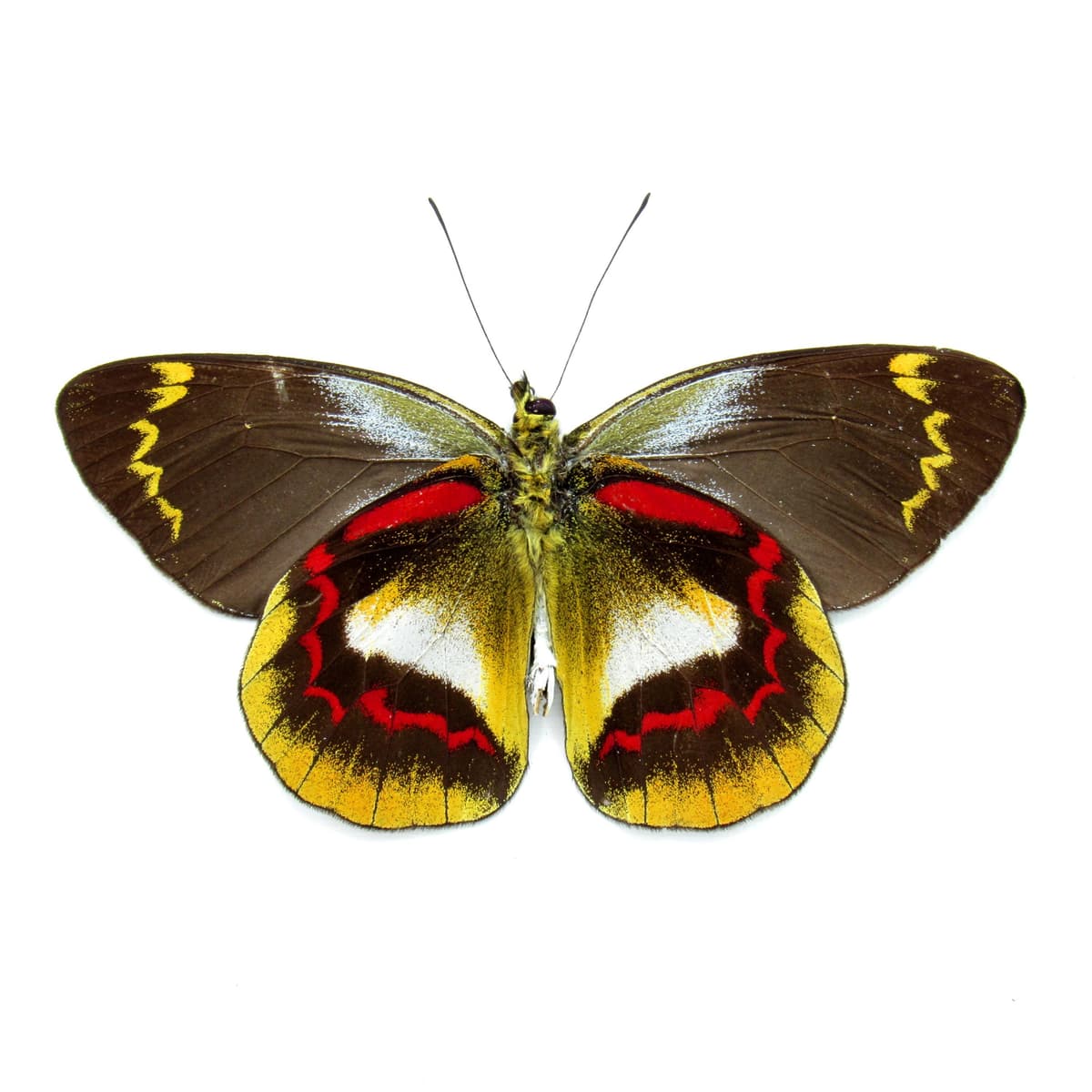 Rare Delias butterfly framed taxidermy - Delias joiceyi - large female - Victorian mount