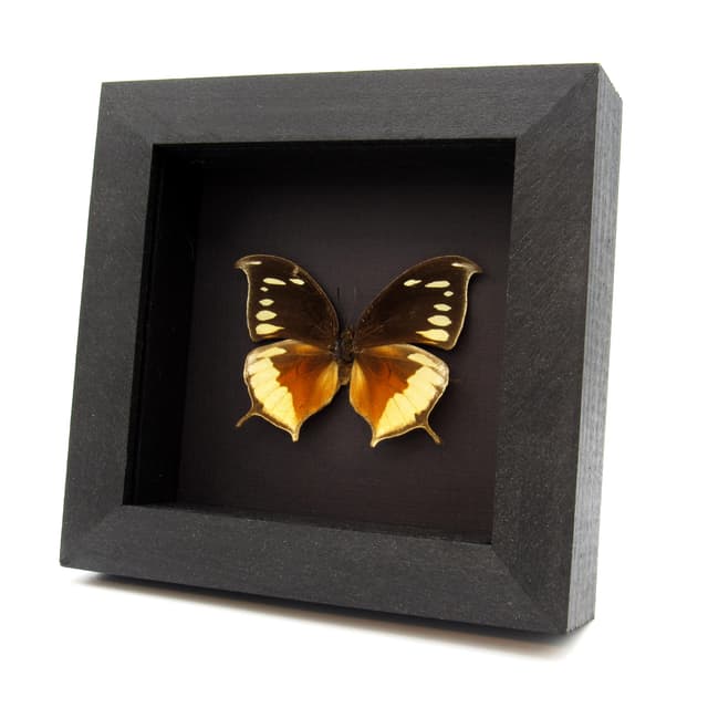 Very rare butterfly framed taxidermy - Consul panariste - female