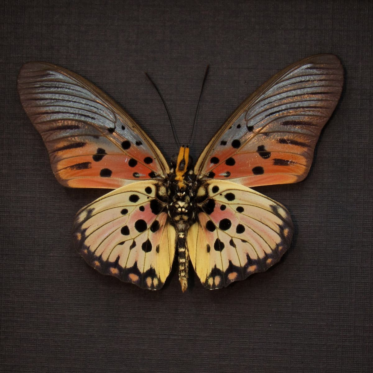Real framed butterfly taxidermy - Pseudacraea boisduvali - peach form