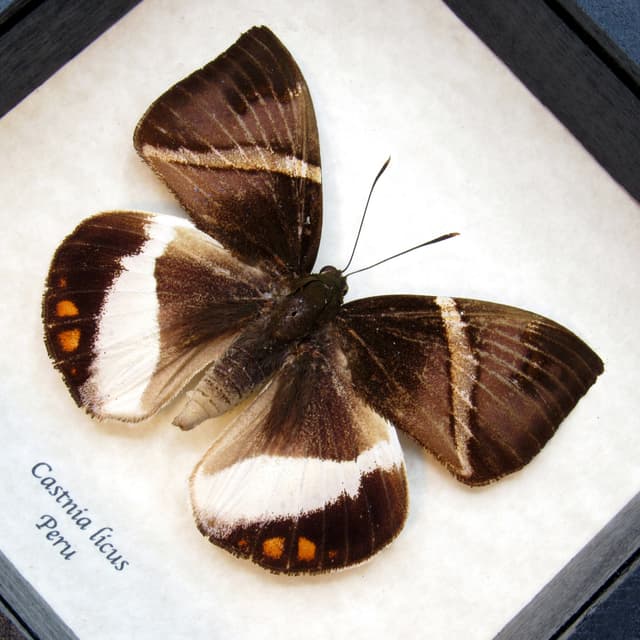 Real Banana Stem moth framed taxidermy - Castnia licus