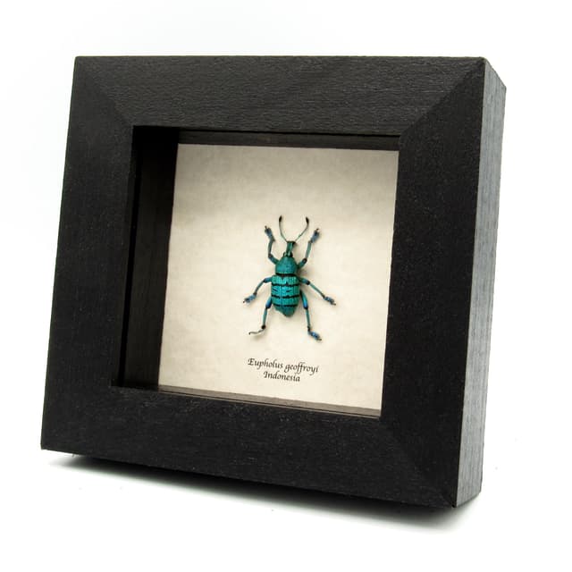 Real large blue weevil framed taxidermy - Eupholus geoffroyi