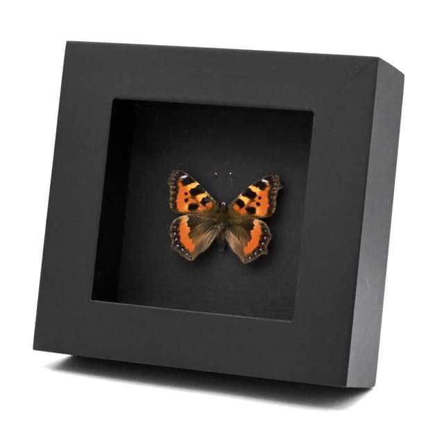 Real Small Tortoiseshell butterfly framed taxidermy - Aglais urticae