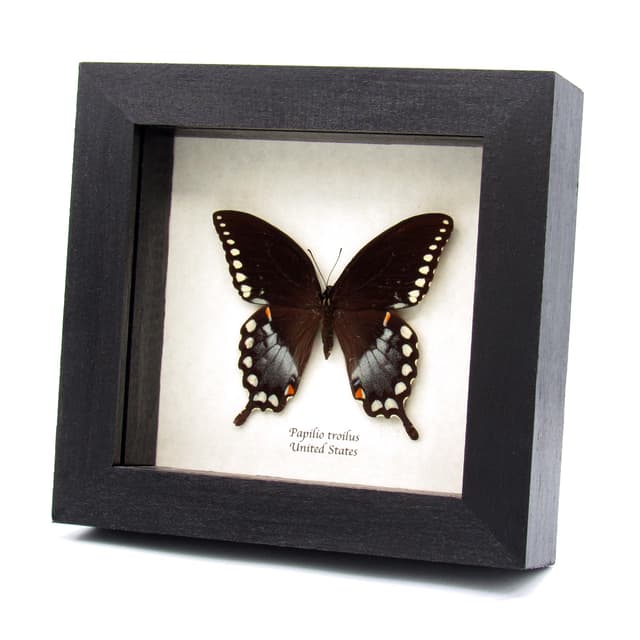 Real Spicebush Swallowtail butterfly framed taxidermy - Papilio troilus