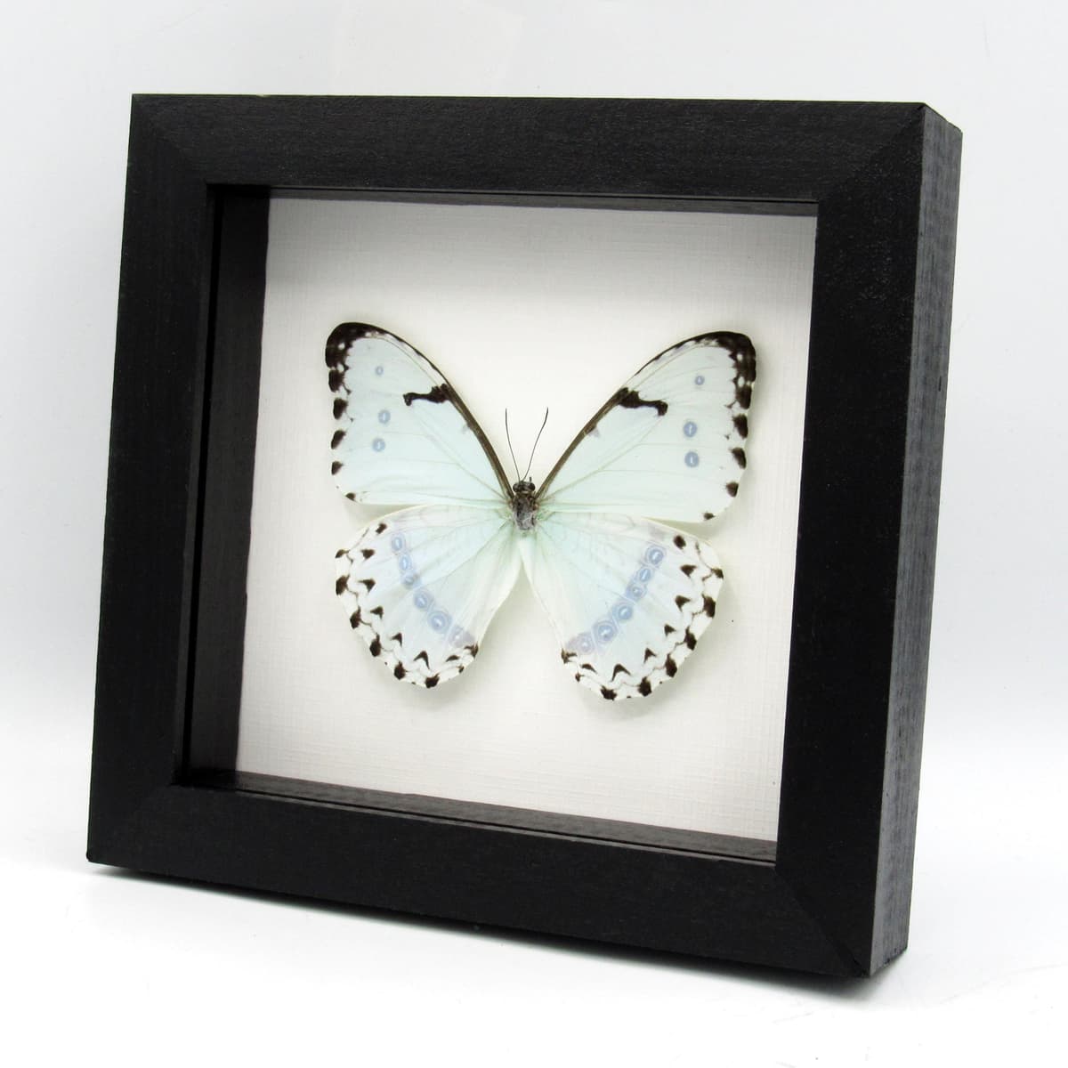 Real large opalescent Mint Morpho butterfly framed taxidermy - Morpho catenaria