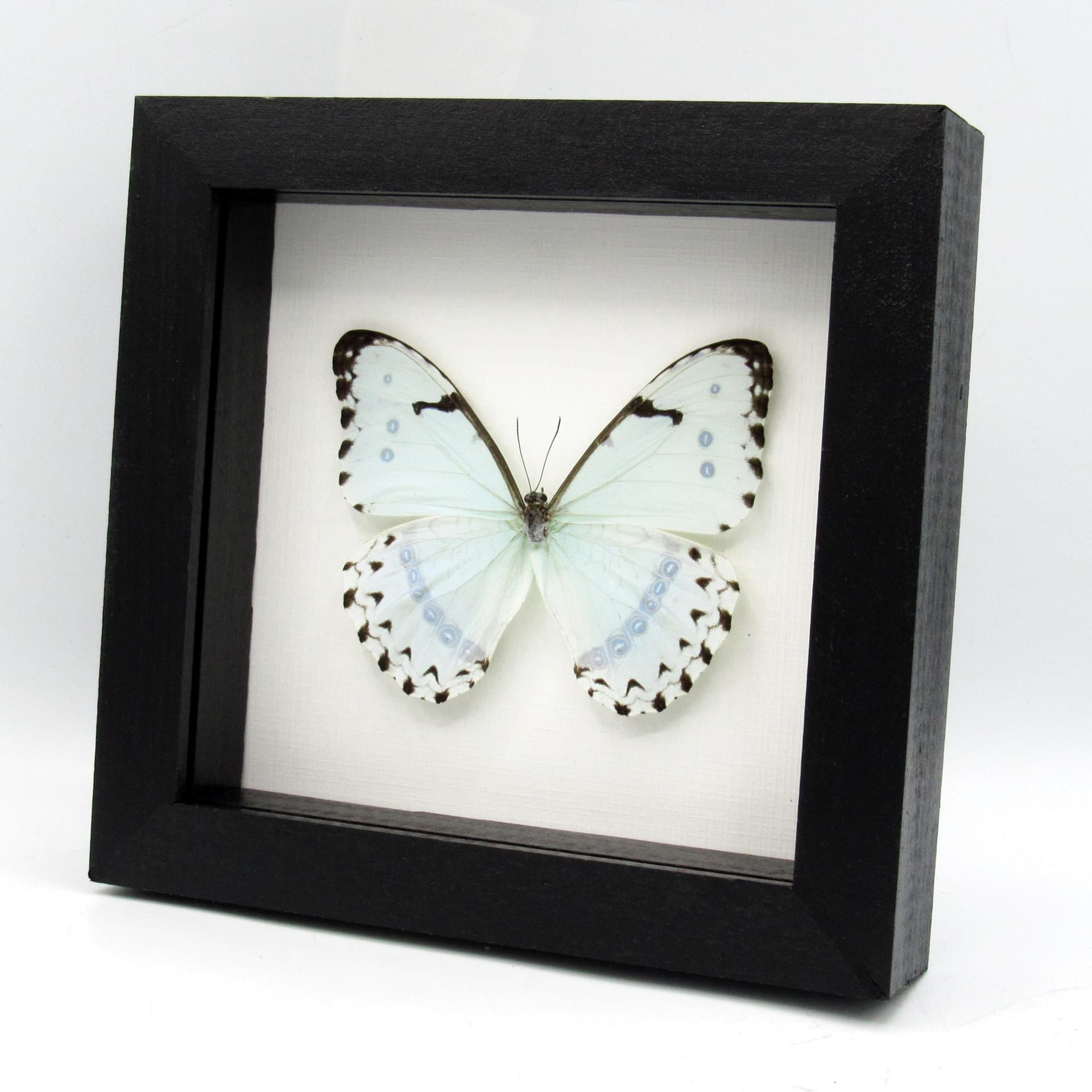 Real large opalescent Mint Morpho butterfly framed taxidermy - Morpho catenaria
