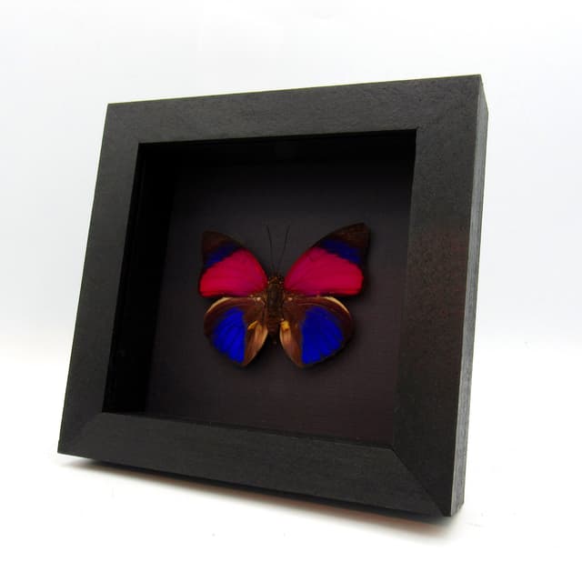 Real fuschia Brush-footed butterfly framed taxidermy - Agrias sardanapalus