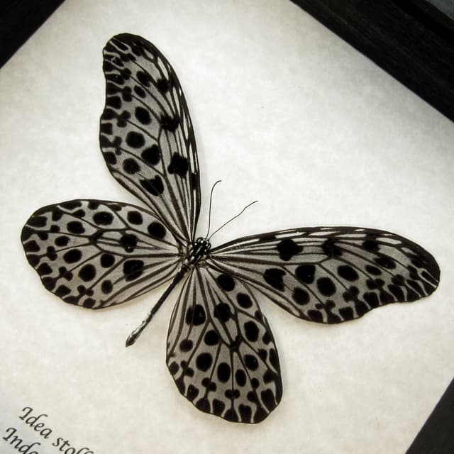 Real Silver Ricewing butterfly framed taxidermy - Idea stolli