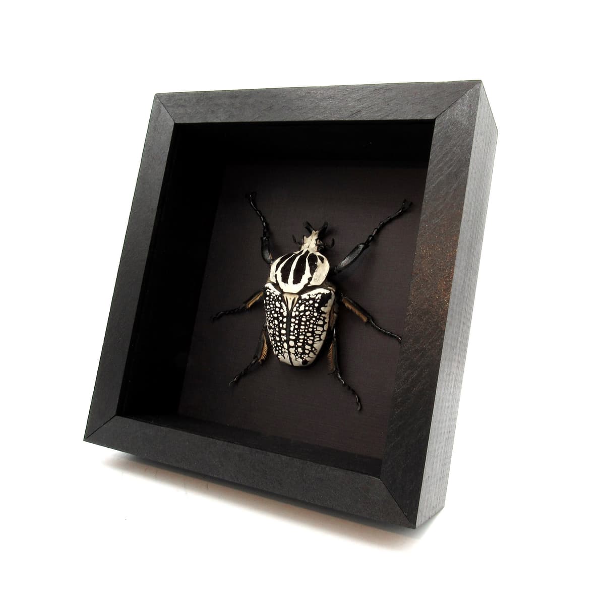 Real XL Flower Beetle framed taxidermy - Goliathus orientalis