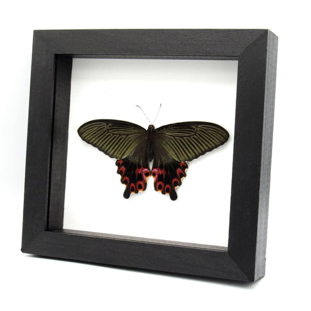 Real Black Spangle Swallowtail butterfly framed taxidermy - Papilio protenor - extra red - Victorian mount