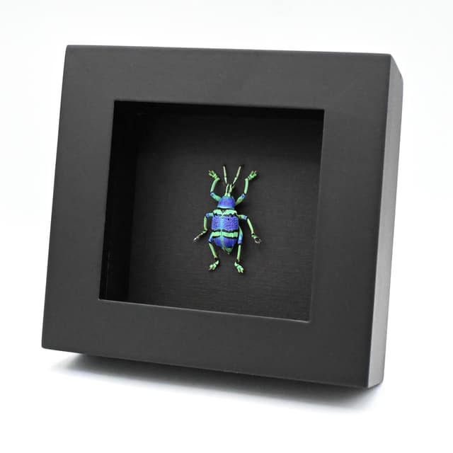 Rare glitter Weevil framed taxidermy - Eupholus schoenherrii schoenherrii - very special color form