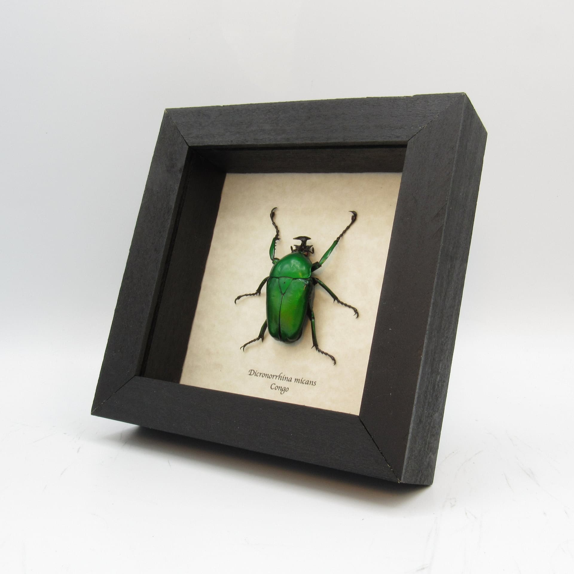 Large African Scarab beetle framed taxidermy - Dicronorrhina micans