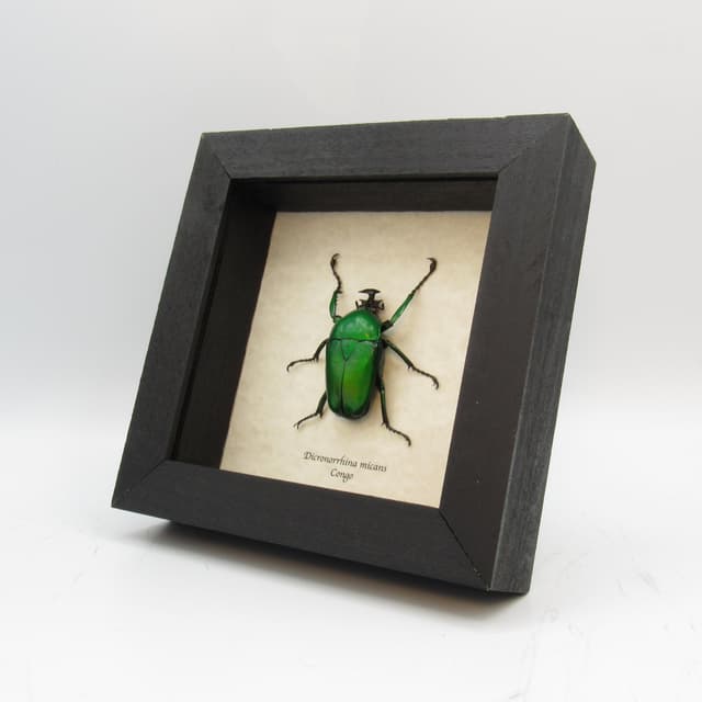Large African Scarab beetle framed taxidermy - Dicronorrhina micans