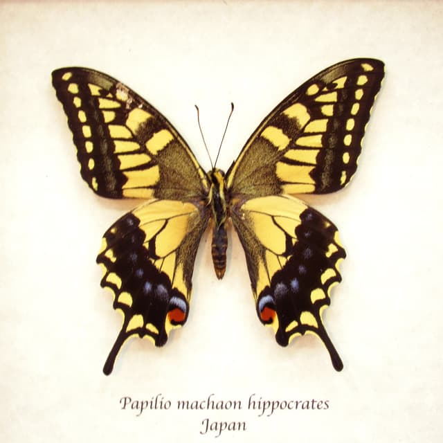 Real yellow Old World Swallowtail butterfly framed taxidermy - Papilio machaon hippocrates