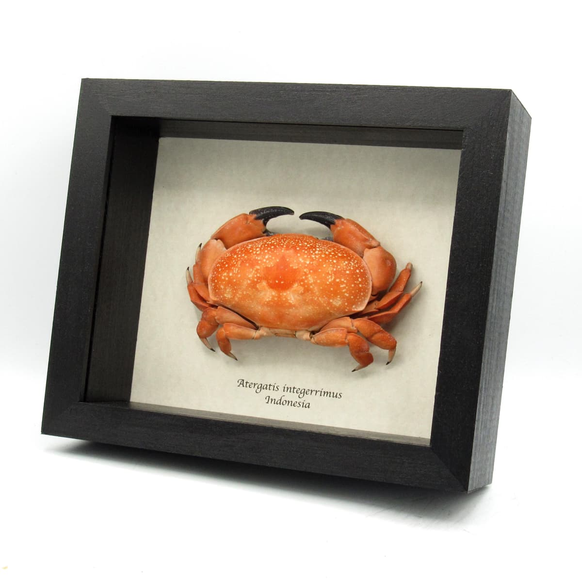Real Bashful Crab framed taxidermy - Atergatis integerrimus