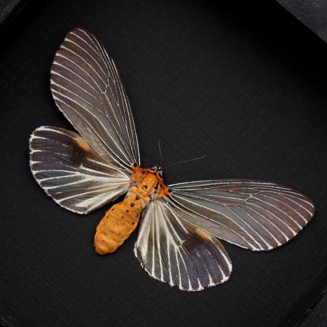Real metallic blue framed taxidermy moth - Neochera marmorea