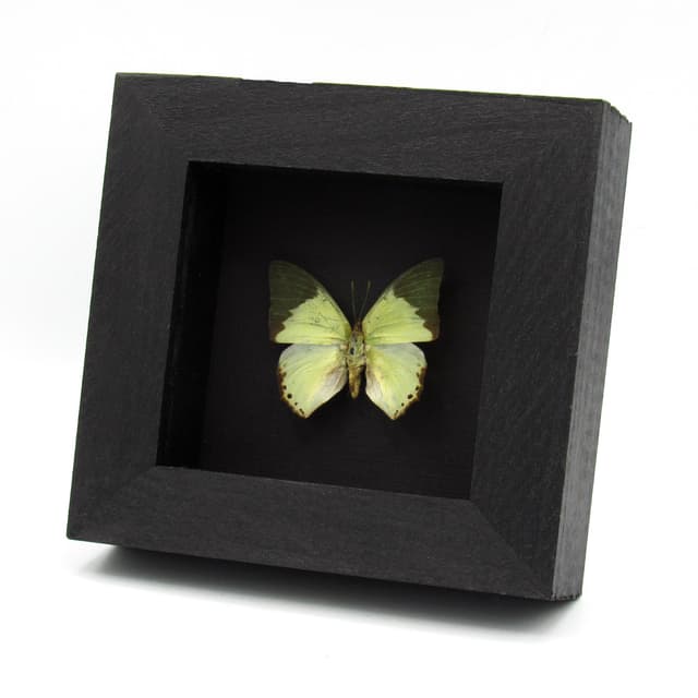 Real green butterfly framed taxidermy - Charaxes eupale