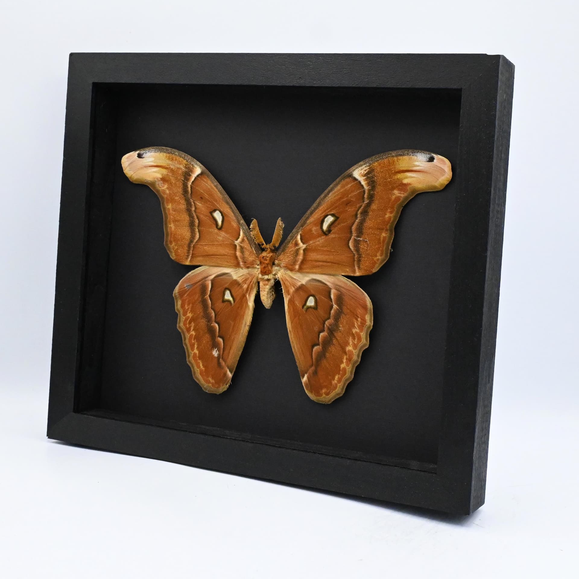 Real XXL Atlas moth framed specimen- Attacus paraliae - 9.15 inch wingspan