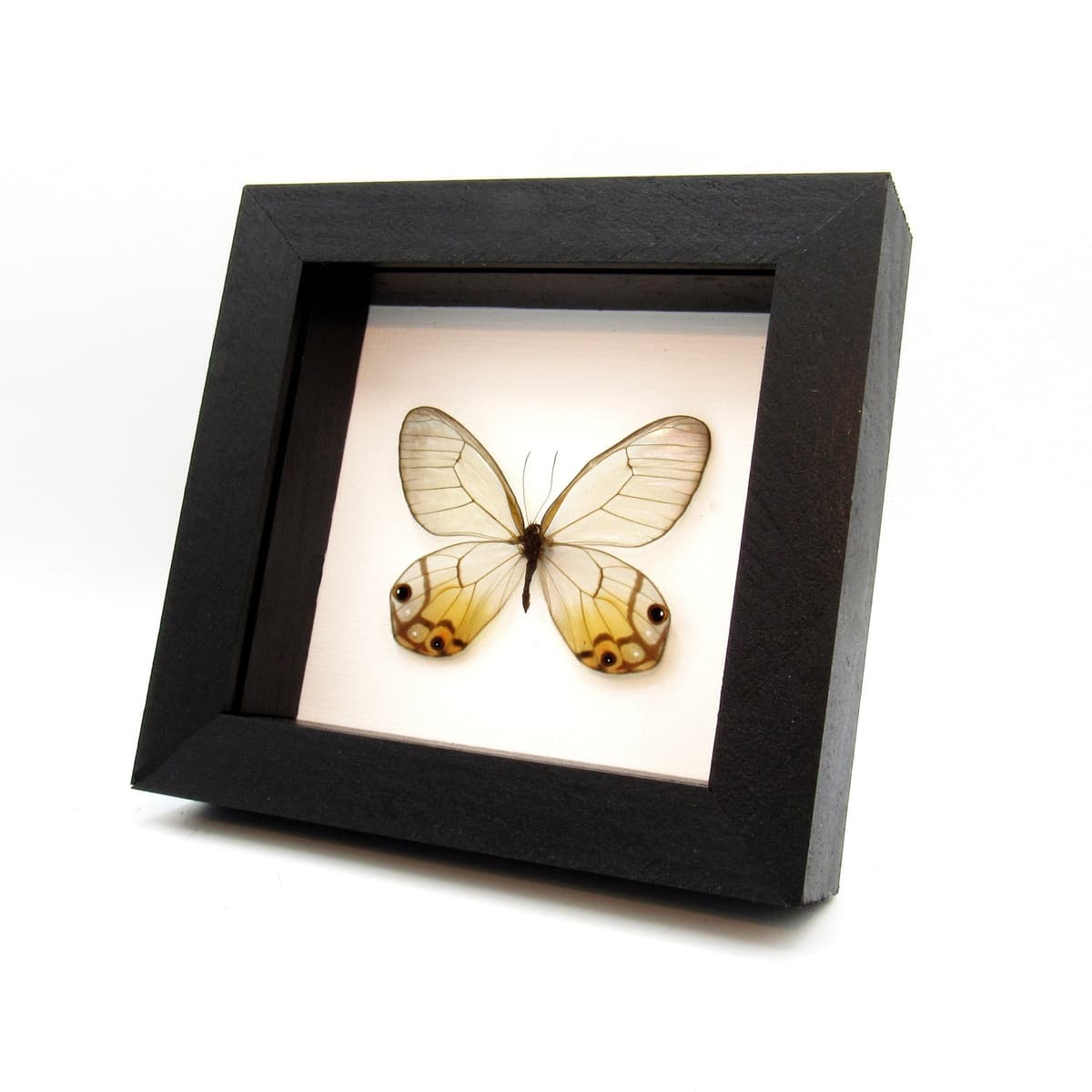 Rare female yellow Glass Wing butterfly framed taxidermy - Haetera piera negra - large female