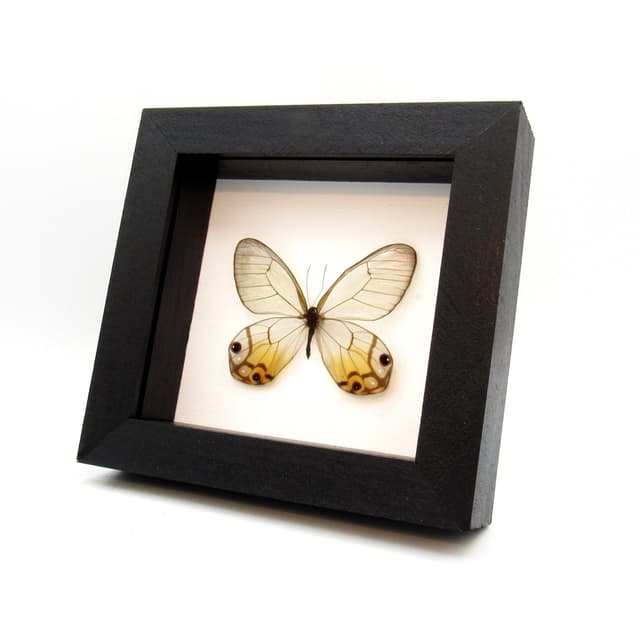 Rare female yellow Glass Wing butterfly framed taxidermy - Haetera piera negra - large female