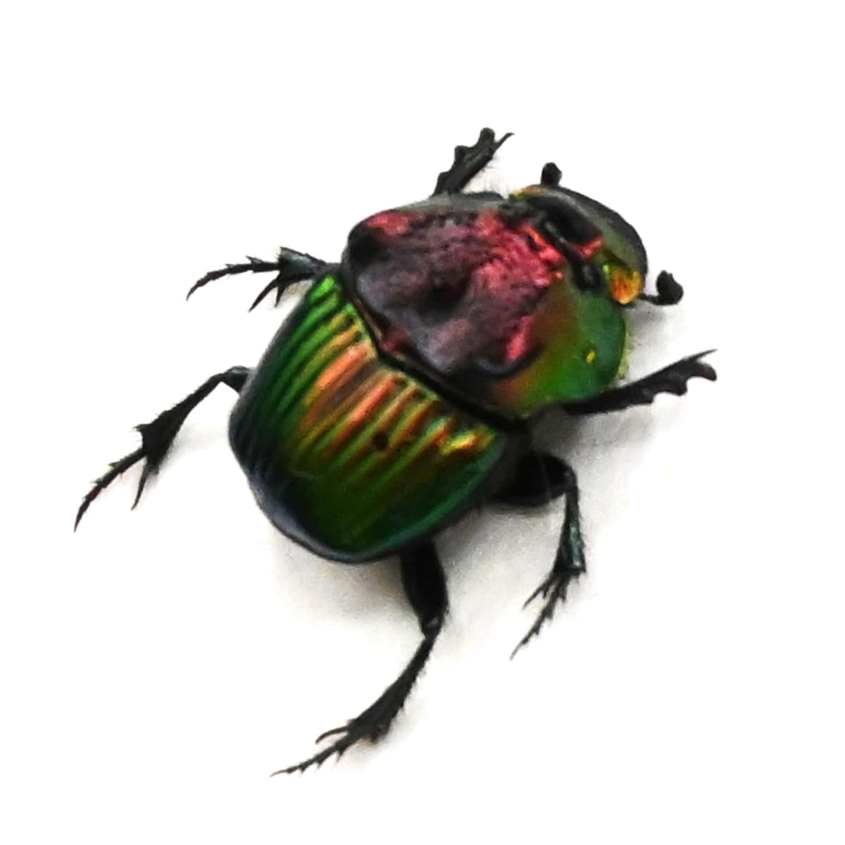 Real metallic dung beetle framed taxidermy - Phanaeus mexicanus