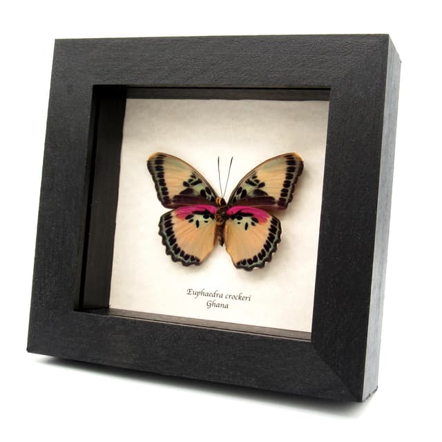 Real Crocker's Forester butterfly framed taxidermy - Euphaedra crockeri - female