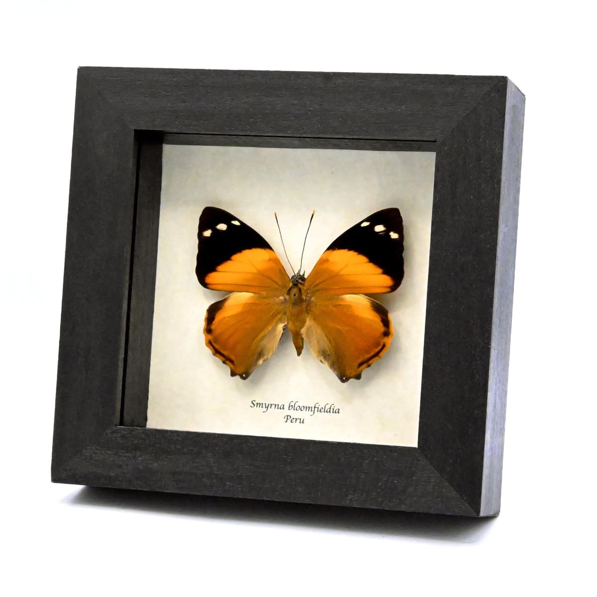 Real framed taxidermy butterfly - Smyrna bloomfieldia