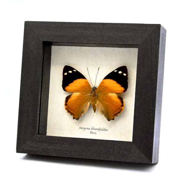 Real framed taxidermy butterfly - Smyrna bloomfieldia