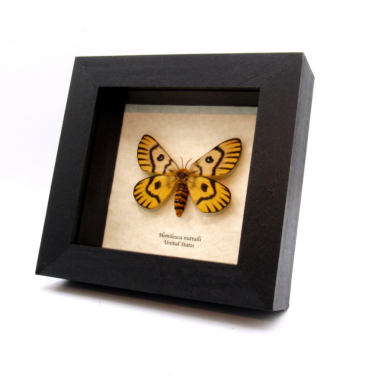 Real rare Sheep moth framed taxidermy - Hemileuca nuttalli - female