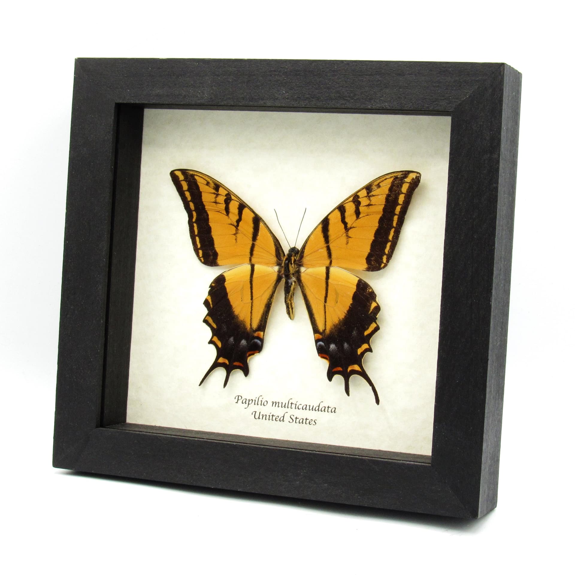 Real XL Two-Tailed Swallowtail framed butterfly taxidermy - Papilio multicaudata - female