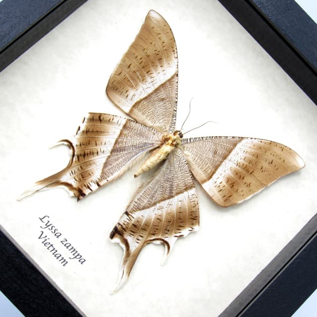 Giant Tropical Swallowtail Moth framed taxidermy - Lyssa zampa - XL female