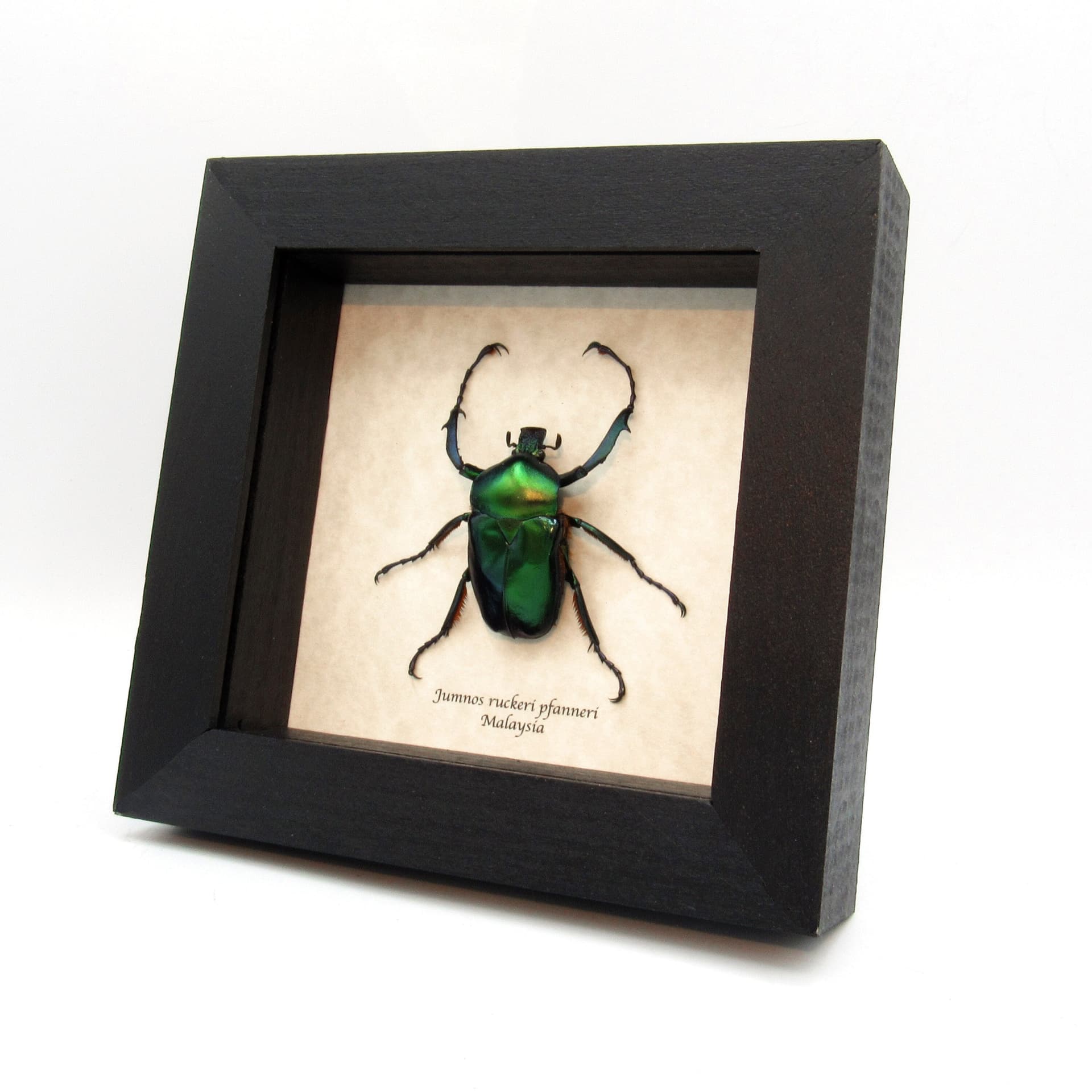 Rare metallic green flower beetle framed taxidermy - Jumnos ruckeri pfanneri