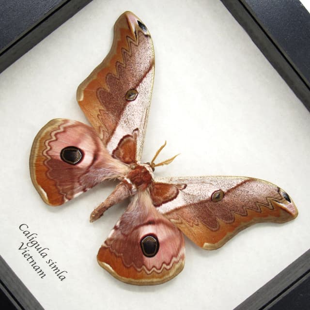 Real Saturn moth framed taxidermy - Caligula simla