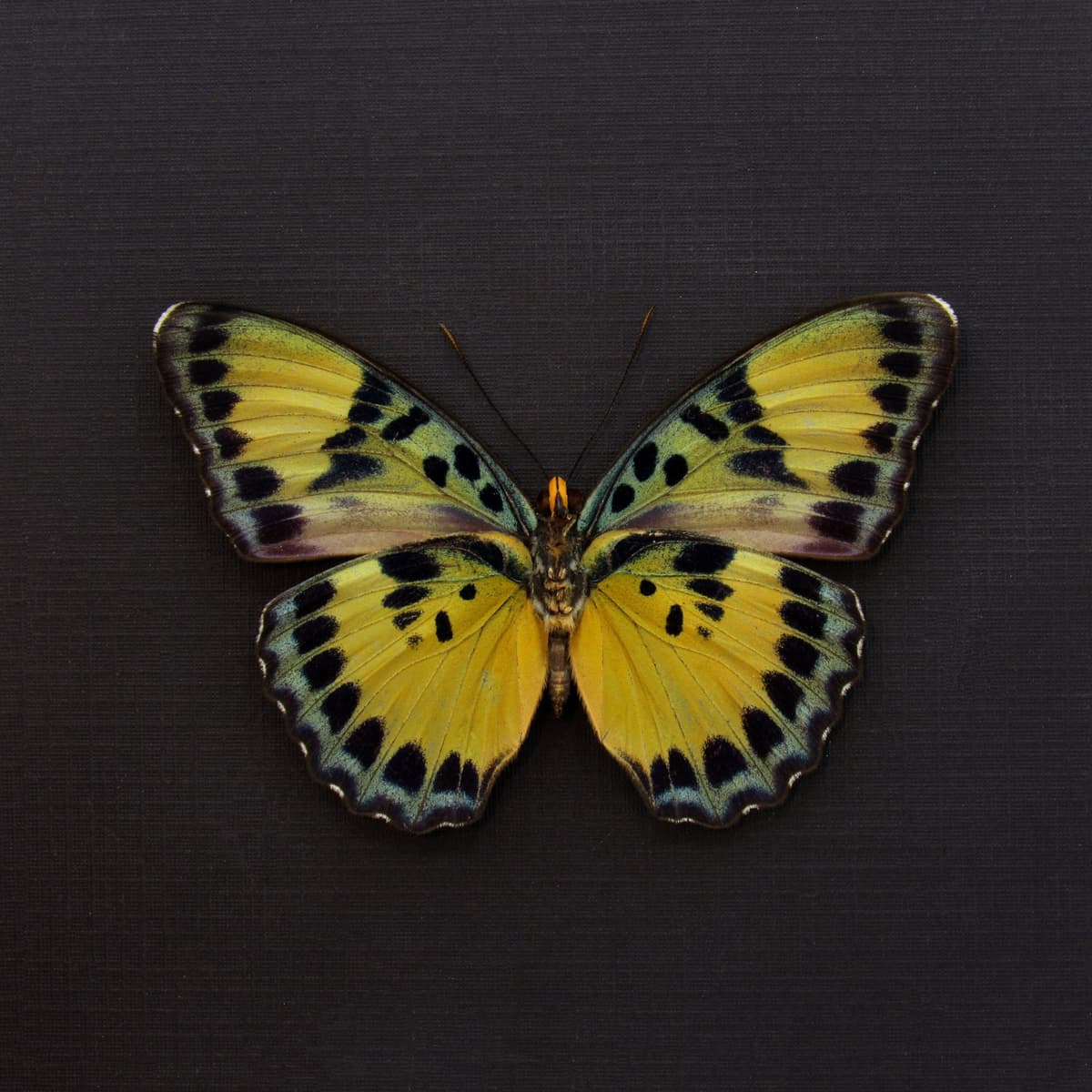 Rare Ghana Ceres Forester butterfly framed taxidermy - Euphaedra ignota - female