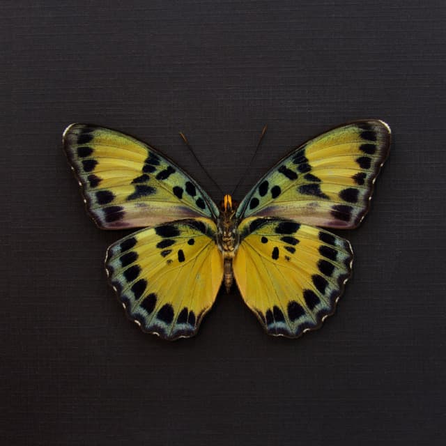 Rare Ghana Ceres Forester butterfly framed taxidermy - Euphaedra ignota - female