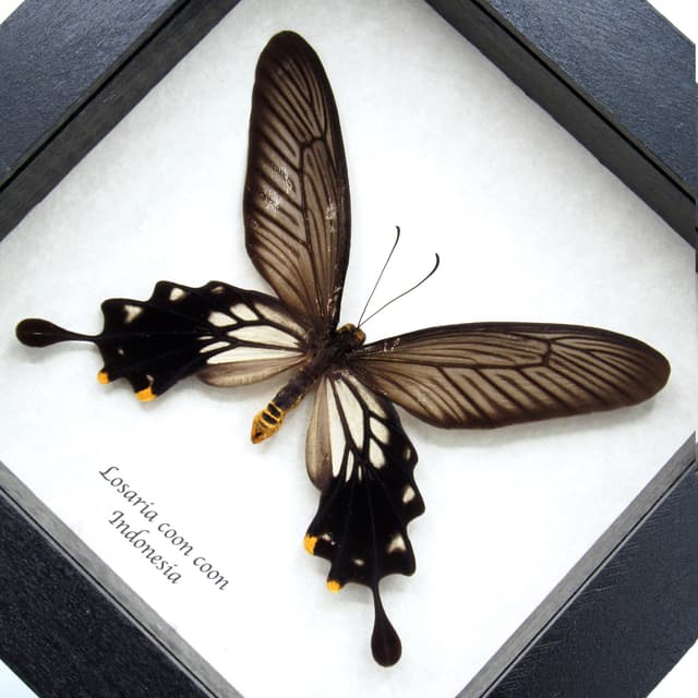 Real framed taxidermy butterfly - Losaria coon coon