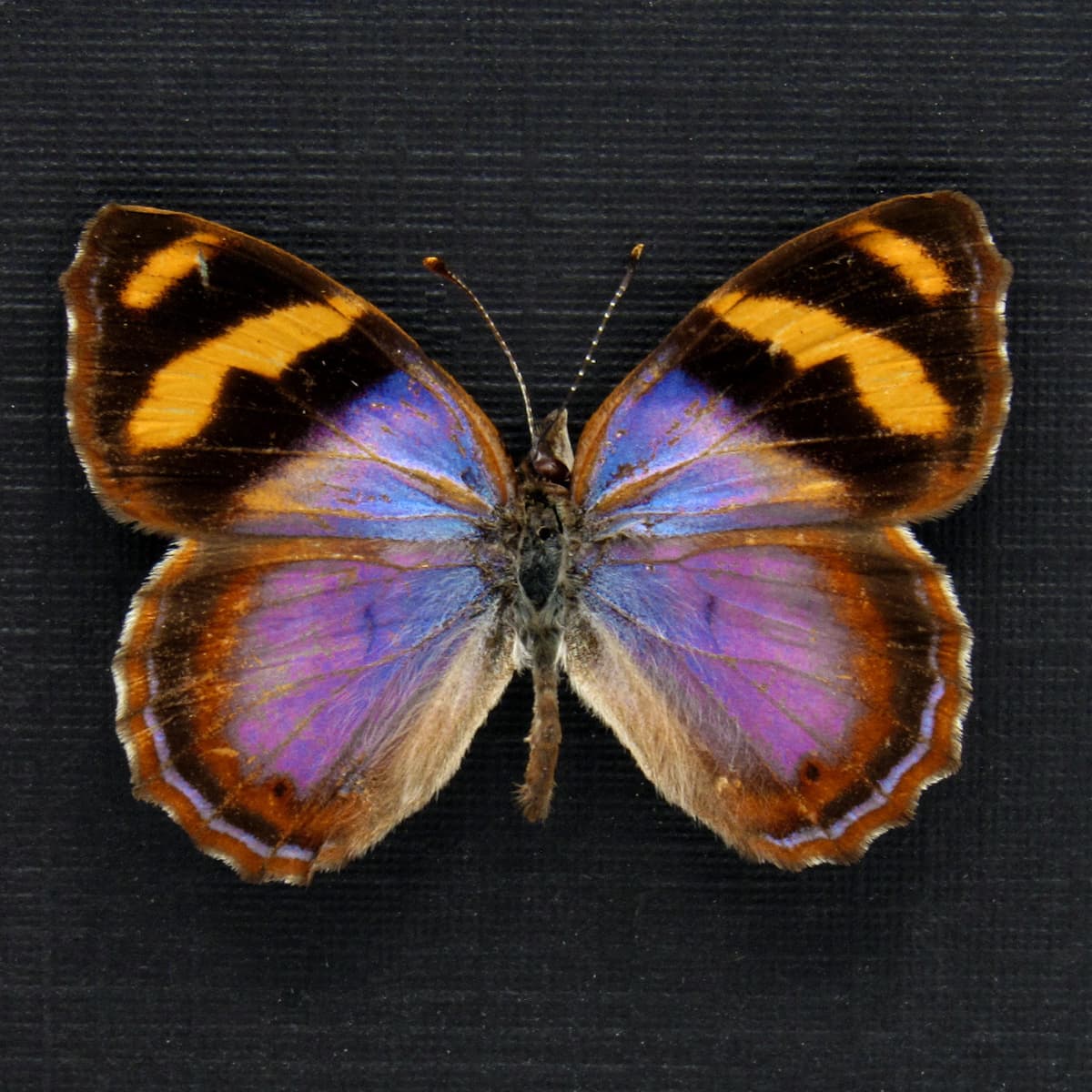 Rare purple butterfly framed taxidermy - Bolboneura sylphis