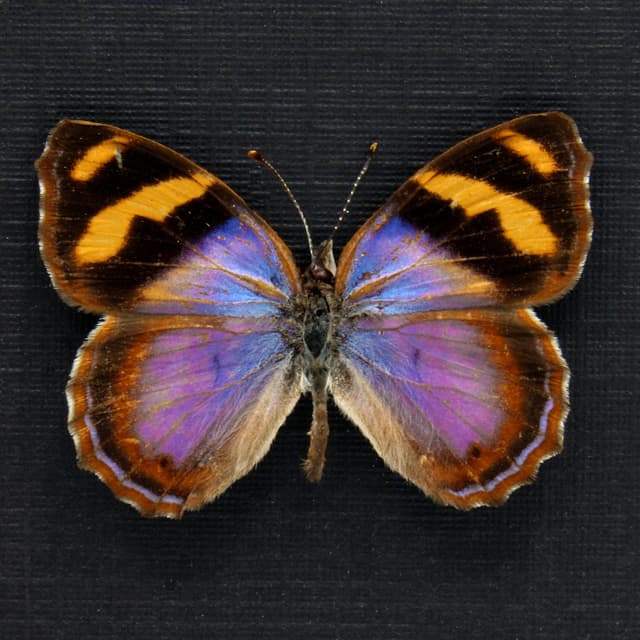 Rare purple butterfly framed taxidermy - Bolboneura sylphis