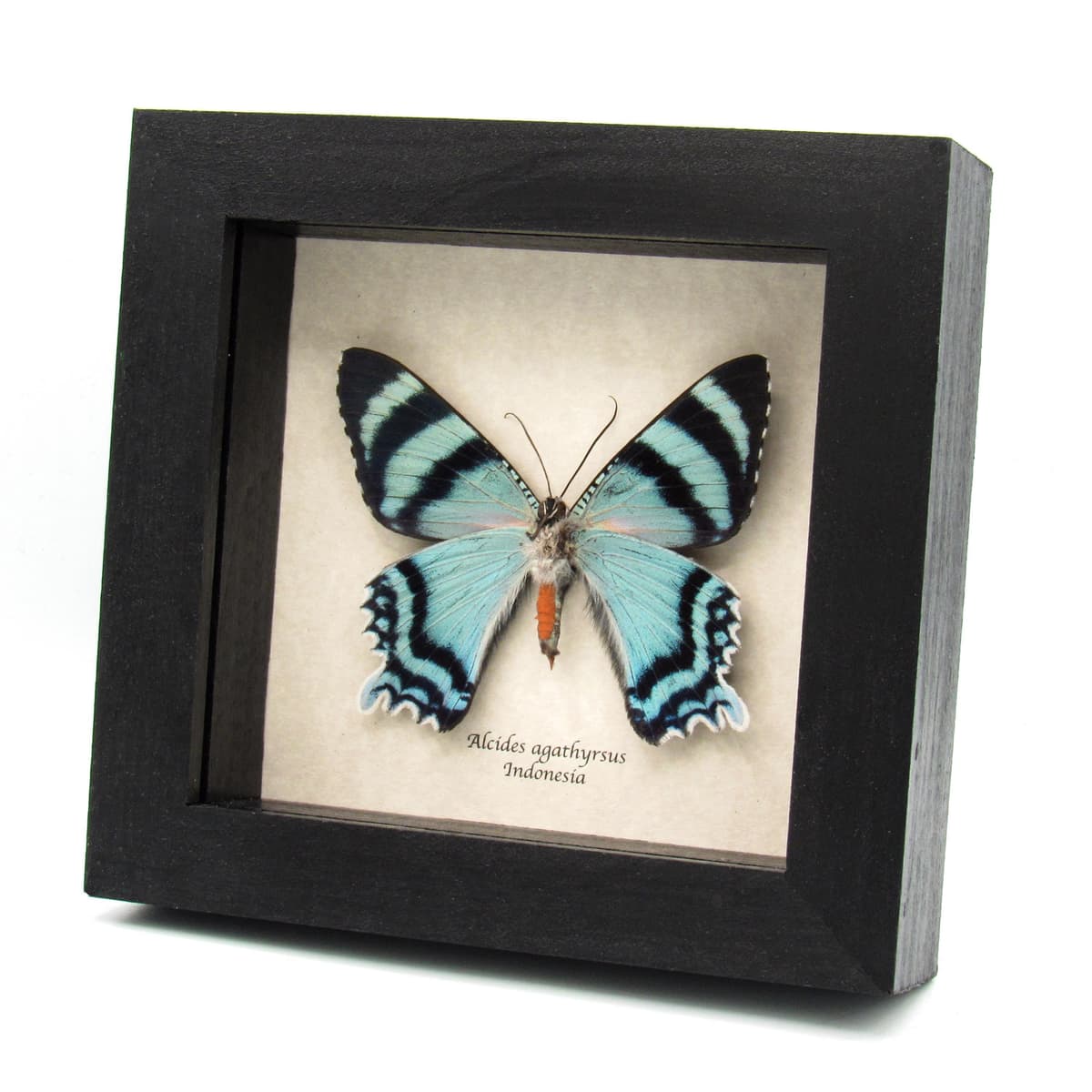 Real blue moth framed taxidermy - Alcides agathyrsus