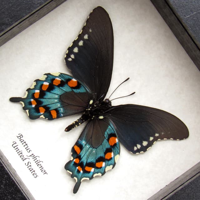 Real metallic Pipevine swallowtail framed taxidermy - Battus philenor
