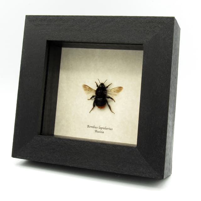 Real Red Tailed Bumblebee framed taxidermy - Bombus lapidarius - large