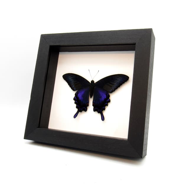 Real black Peacock butterfly framed taxidermy - Papilio bianor dehaani - spring form - Victorian mount