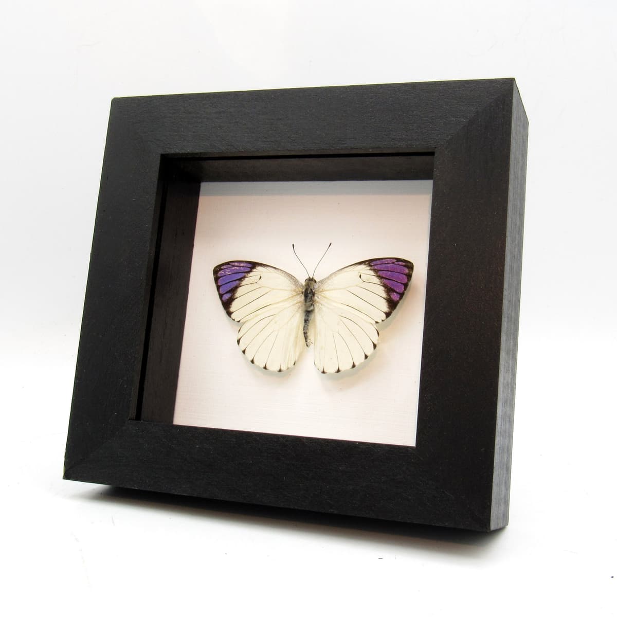 Real Purple Tip butterfly framed taxidermy - Colotis regina - Victorian mount