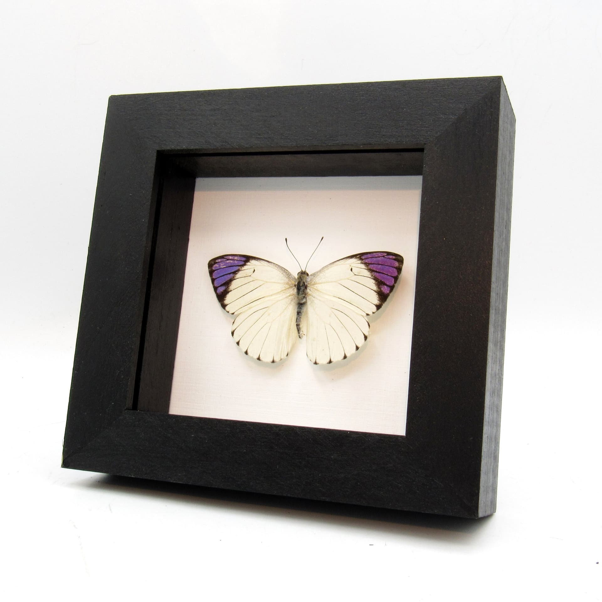 Real Purple Tip butterfly framed taxidermy - Colotis regina - Victorian mount