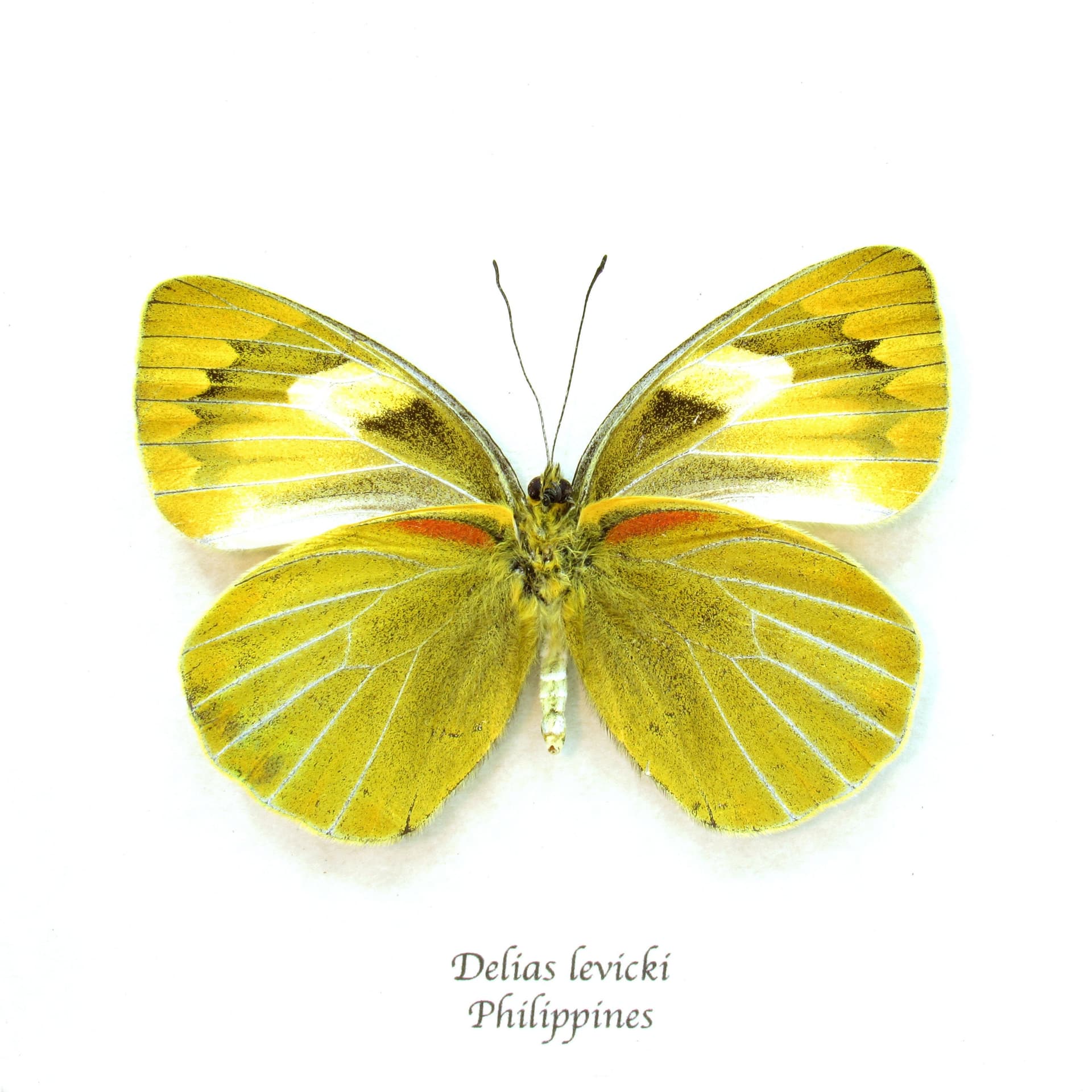 Real Chartreuse Delias butterfly framed taxidermy - Delias levicki - female