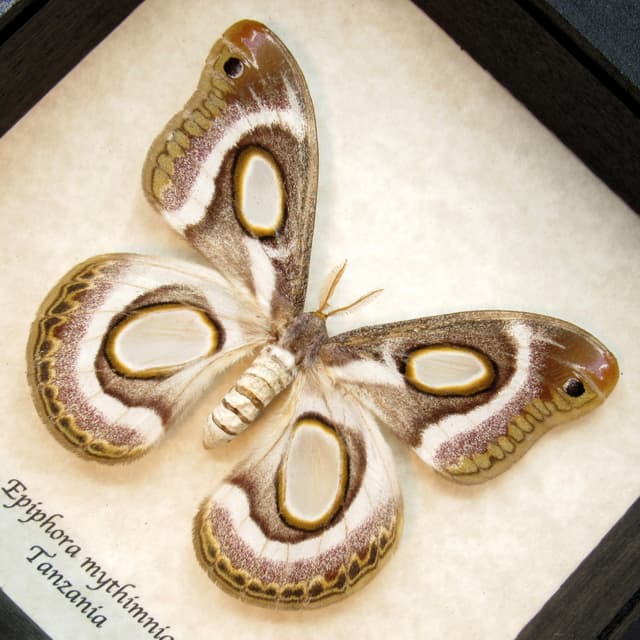 Real White Ringed Atlas moth framed - Epiphora mythimnia - female