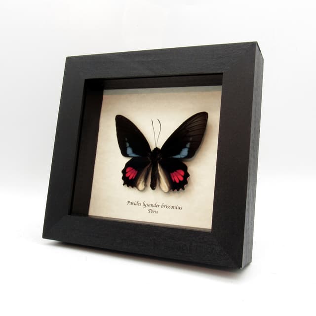 Real blue Cattleheart butterfly framed taxidermy - Parides lysander brissonius