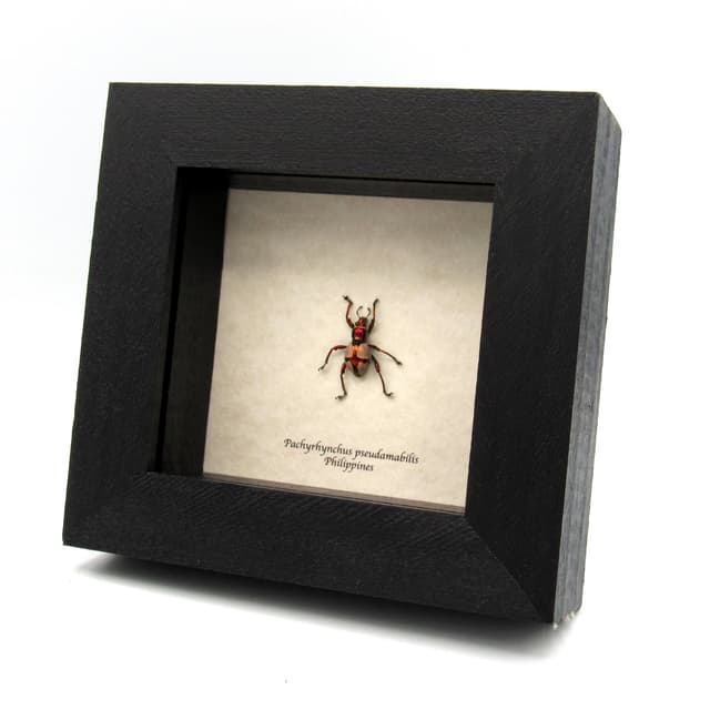 Real metallic pink weevil beetle framed specimen - Pachyrhynchus pseudamabilis